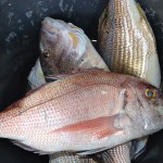 12_pesce_fresco_pescheria