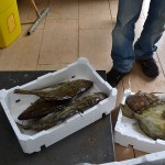17_pesce_fresco_pescheria