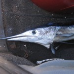 1_pesca_isola_d'elba (22)
