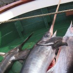 1_pesca_isola_d'elba (26)