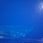 1_pesca_isola_d'elba (35)