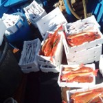 1_pesca_isola_d'elba (49)