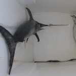 8_pesce_fresco_pescheria